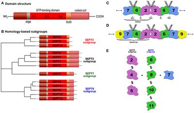 The Mammalian Septin Interactome